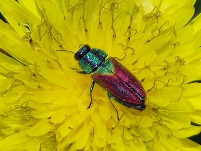 Anthaxia passerinii in Toscana (Buprestidae)